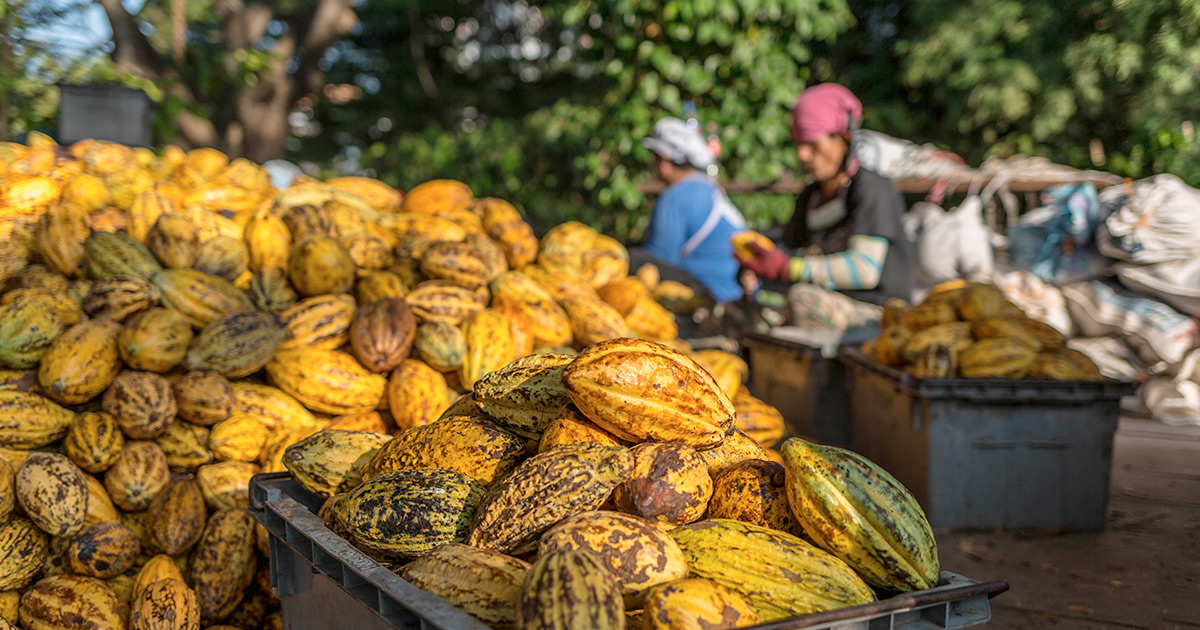 El Cultivo De Cacao De Problema Ambiental A La Soluci N Sostenible