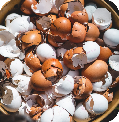 img-cascara-de-huevos