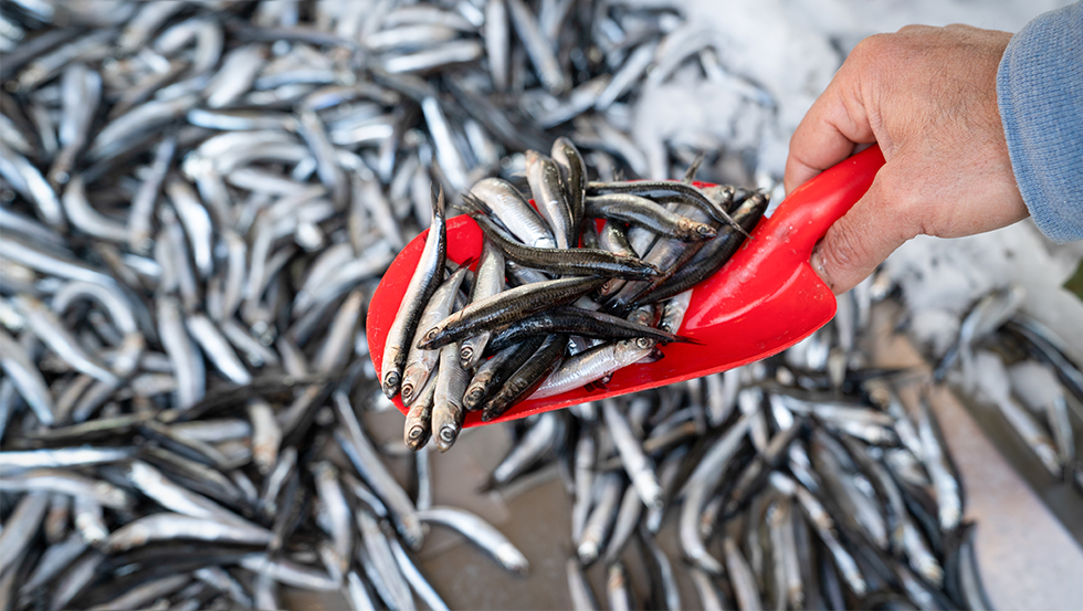 Peru-sostenible_Anchovetas-Nutricion-FAO-ODS_Destacada-Abridora